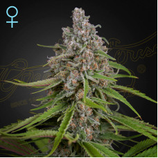 Deep Candy feminised (Green House Seeds)