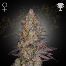 Exodus Cheese feminised (Green House Seeds)