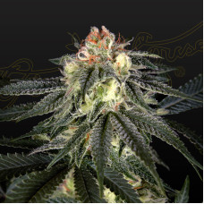 Exodus Cheese x Durban Panama feminised (Green House Seeds)