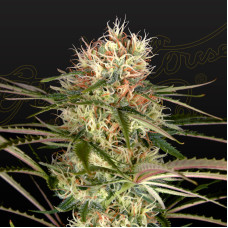 Exodus Cheese x Jack Herer x NL5 feminised (Green House Seeds)