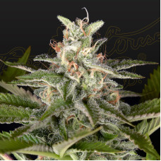 Exodus Cheese x Swaziland (Pure Landrace) feminised (Green House Seeds)