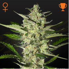 Flowerbomb Kush feminised (Green House Seeds)