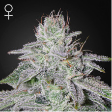 Franco's Lemon Cheese feminised (Green House Seeds)