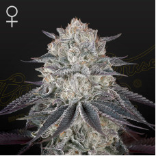 Fullgas feminised (Green House Seeds)