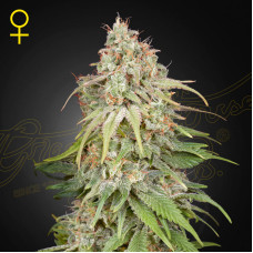 GH Amnesia feminised (Green House Seeds)