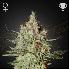 GH Cheese feminised (Green House Seeds)