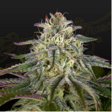 GH Cheese x Lemon Wookie Glue feminised (Green House Seeds)