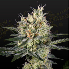 GH Cheese x Pineapple x Chemdog feminised (Green House Seeds)