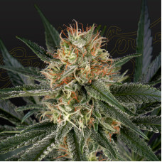 GH Cheese x Sour Banana feminised (Green House Seeds)