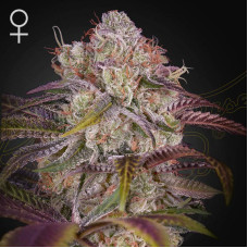 Gran Jefa feminised (Green House Seeds)