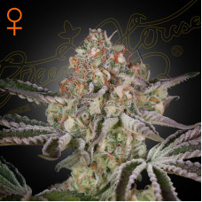 Great White Shark feminised (Green House Seeds)