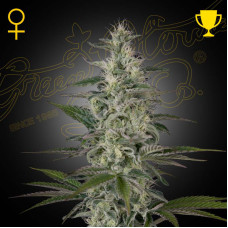 Hawaiian Snow feminised (Green House Seeds)