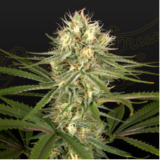 Hawaiian Snow x Amnesia x Dosidos feminised (Green House Seeds)