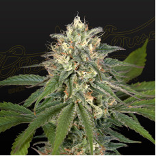 Hawaiian Snow x Amnesia x Face Off feminised (Green House Seeds)