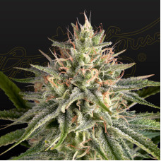 Hawaiian Snow x Sour Banana feminised (Green House Seeds)