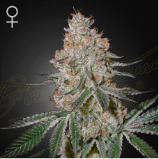 Highcloudz feminised (Green House Seeds)