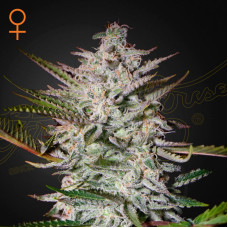 Holy Punch feminised (Green House Seeds)