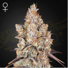 Holy Snow feminised (Green House Seeds)