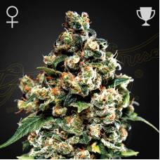 Jack Herer feminised (Green House Seeds)