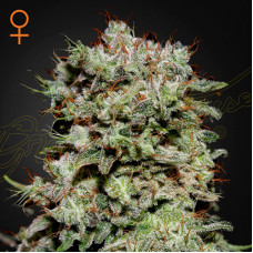 Kalashnikova feminised (Green House Seeds)