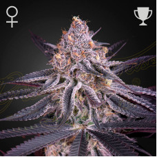 King's Juice feminised (Green House Seeds)