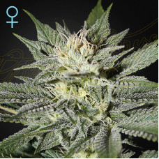 King's Kush CBD feminised (Green House Seeds)