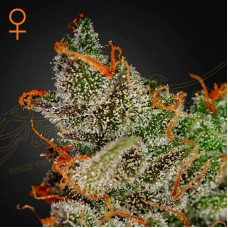 King's Kush feminised (Green House Seeds)