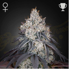 Lemon Orange feminised (Green House Seeds)