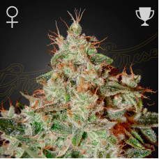 Lemon Skunk feminised (Green House Seeds)