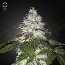 Milky Dreams feminised (Green House Seeds)