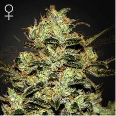 Moby Dick feminised (Green House Seeds)