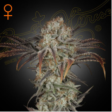 Money Maker feminised (Green House Seeds)