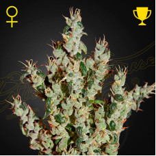 NL5 Haze Mist feminised (Green House Seeds)