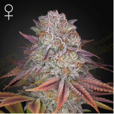 Pulp Friction feminised (Green House Seeds)