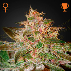 Pure Kush feminised (Green House Seeds)