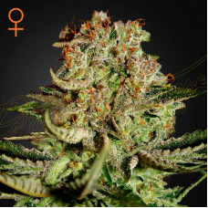 Super Bud feminised (Green House Seeds)