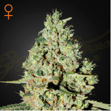 Super Critical feminised (Green House Seeds)