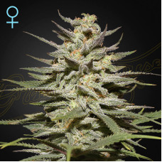 Super Lemon Haze CBD feminised (Green House Seeds)