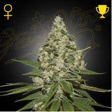 Super Lemon Haze feminised (Green House Seeds)