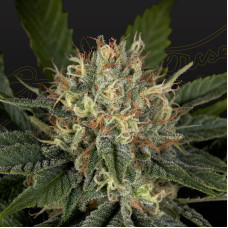 Super Lemon Haze x Banana Punch feminised (Green House Seeds)