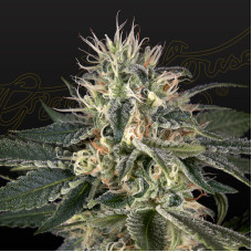 Super Lemon Haze x Strawberry Banana x Bubba Kush feminised (Green House Seeds)