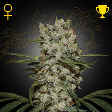 Super Silver Haze feminised (Green House Seeds)