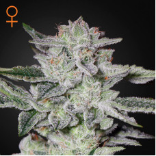 Sweet Valley Kush feminised (Green House Seeds)