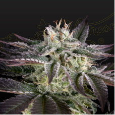 Sweet Valley Kush x Amnesia x Dosidos feminised (Green House Seeds)