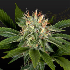 Sweet Valley Kush x California Black Rozé feminised (Green House Seeds)