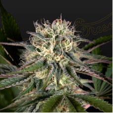 Sweet Valley Kush x Swaziland feminised (Green House Seeds)