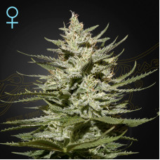 The Church CBD feminised (Green House Seeds)