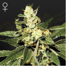 Train Wreck feminised (Green House Seeds)