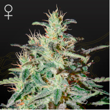 White Lemon feminised (Green House Seeds)