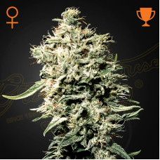 White Rhino feminised (Green House Seeds)